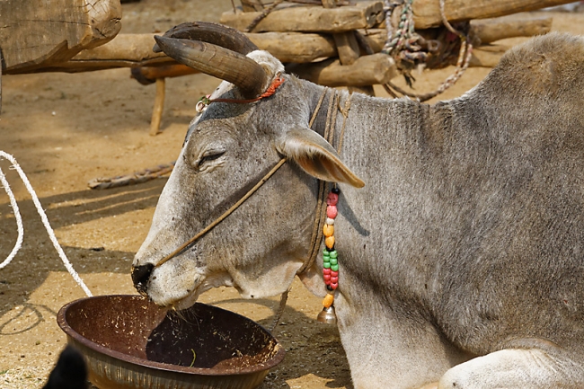 Sur la route d'Orchha-050